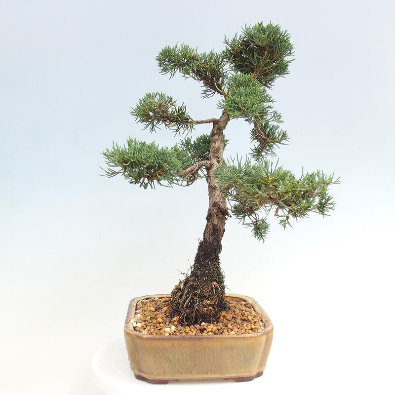 Vonkajšie bonsai - Juniperus chinensis Kishu -Jalovec čínsky