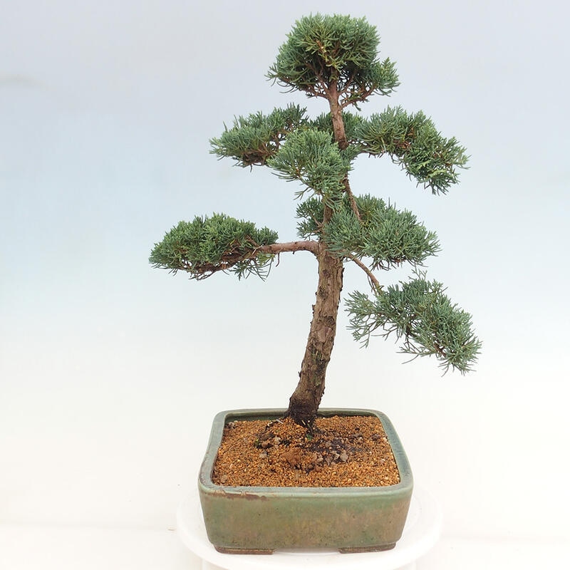 Vonkajšie bonsai - Juniperus chinensis Kishu -Jalovec čínsky