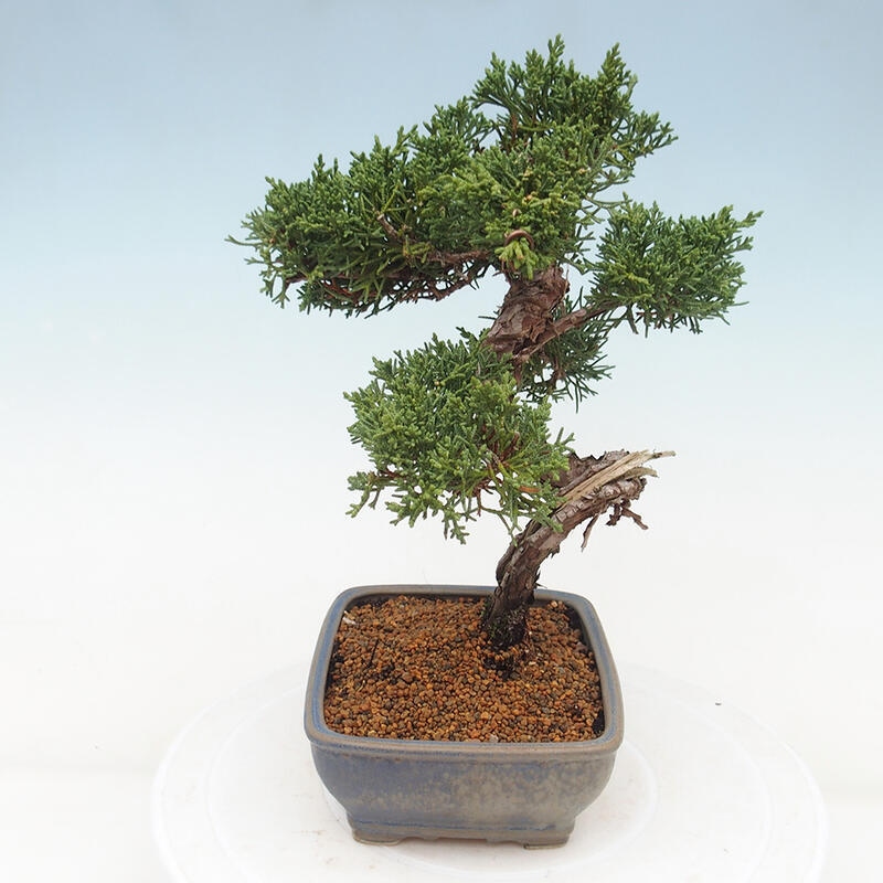 Vonkajšie bonsai - Juniperus chinensis Kishu -Jalovec čínsky