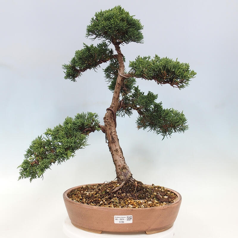 Vonkajší bonsai - Juniperus chinensis Kishu -Jalovec čínsky