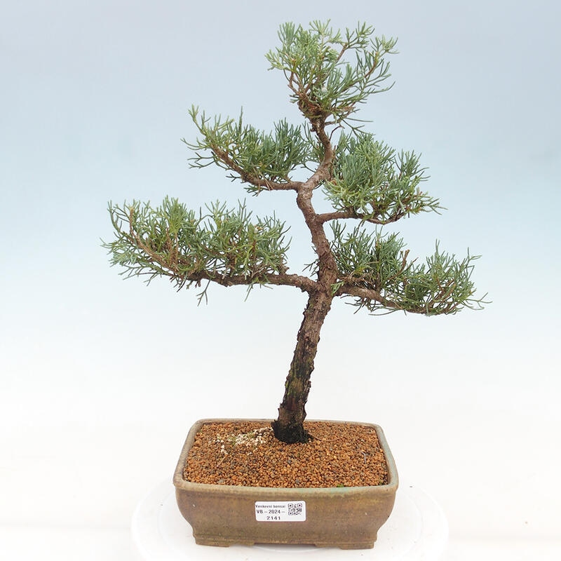 Vonkajšie bonsai - Juniperus chinensis Kishu -Jalovec čínsky