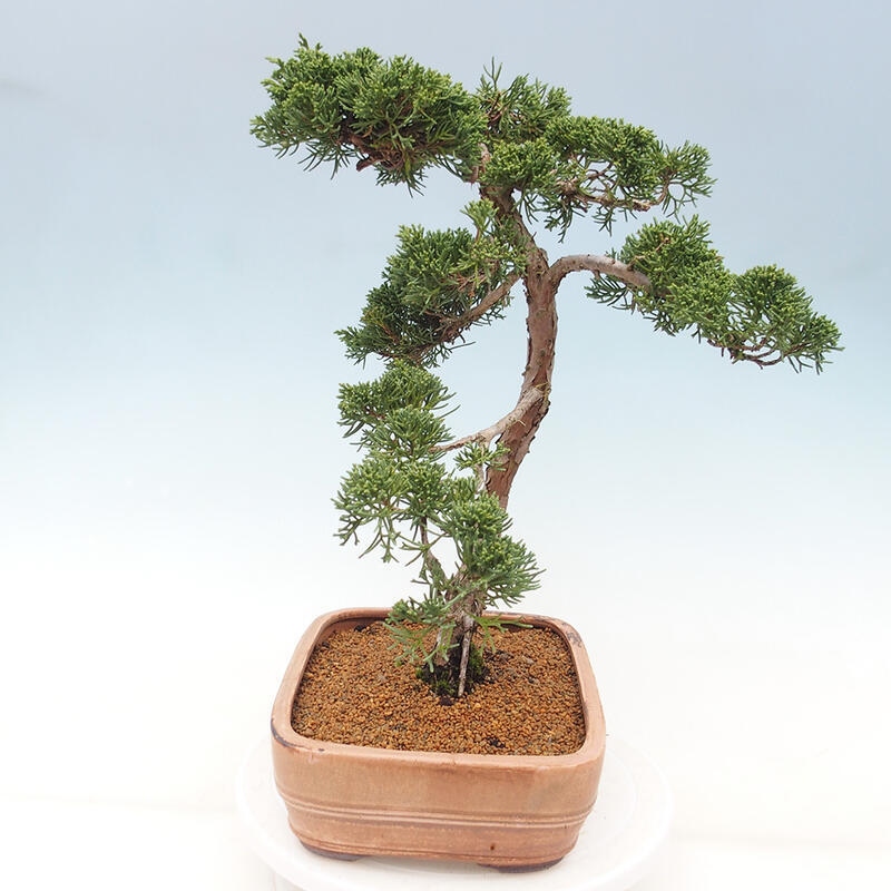 Vonkajšie bonsai - Juniperus chinensis Kishu -Jalovec čínsky