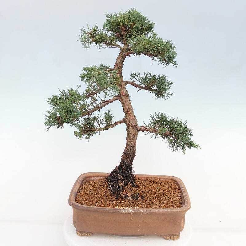 Vonkajšie bonsai - Juniperus chinensis Kishu -Jalovec čínsky