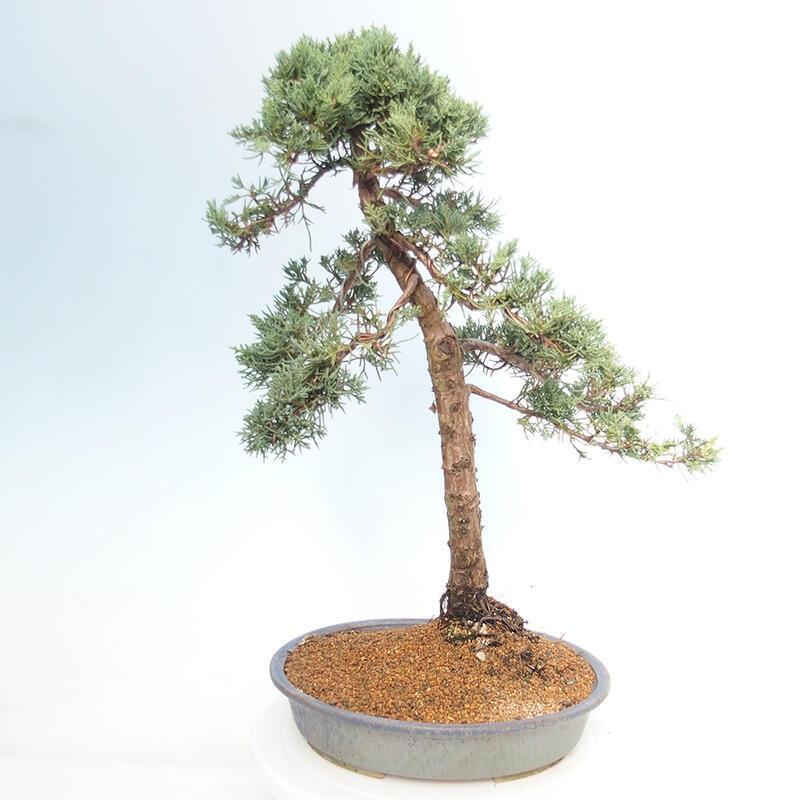 Vonkajšie bonsai - Juniperus chinensis Kishu -Jalovec čínsky