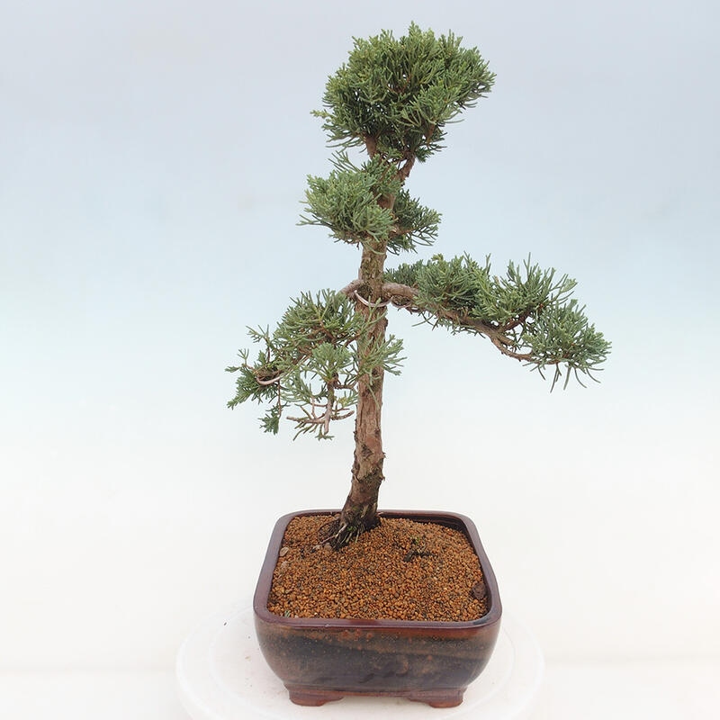 Vonkajšie bonsai - Juniperus chinensis Kishu -Jalovec čínsky