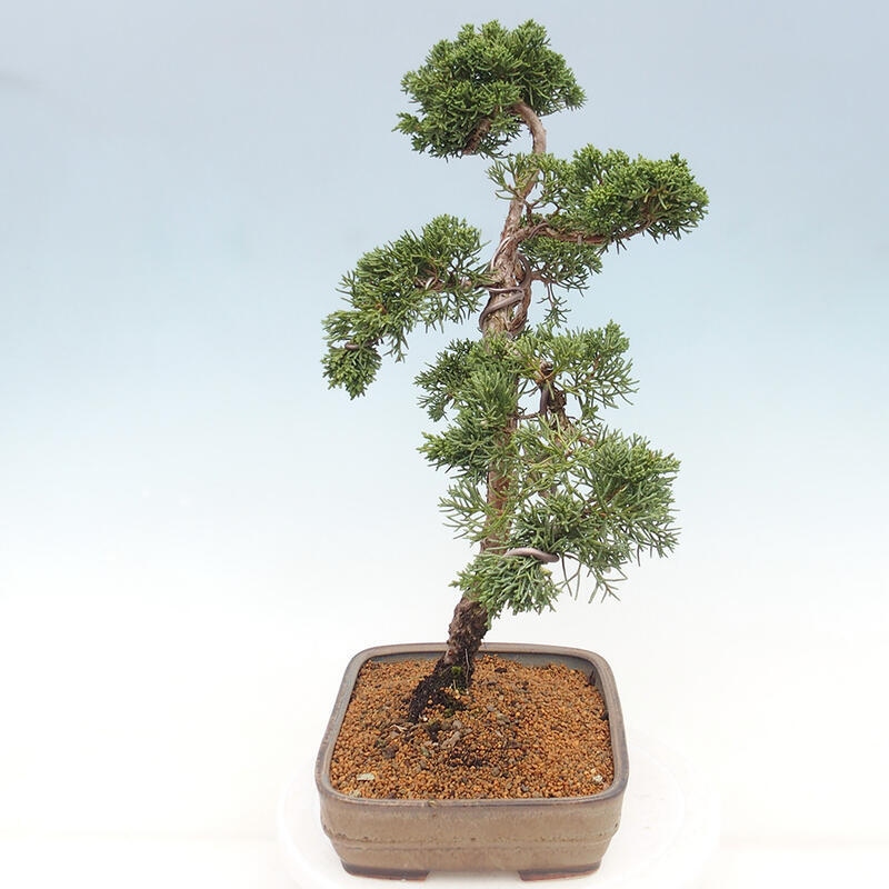 Vonkajšie bonsai - Juniperus chinensis Kishu -Jalovec čínsky