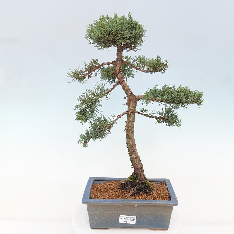 Vonkajšie bonsai - Juniperus chinensis Kishu -Jalovec čínsky