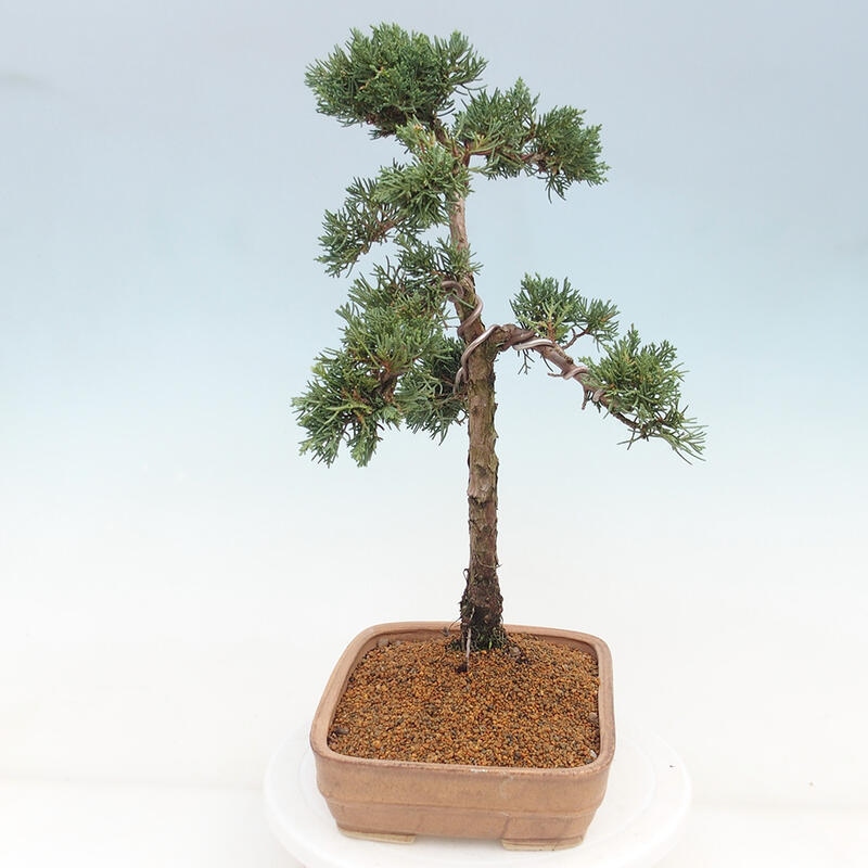 Vonkajšie bonsai - Juniperus chinensis Kishu -Jalovec čínsky