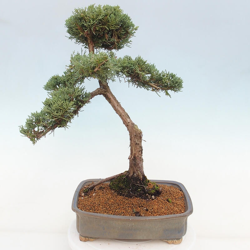 Vonkajšie bonsai - Juniperus chinensis Kishu -Jalovec čínsky