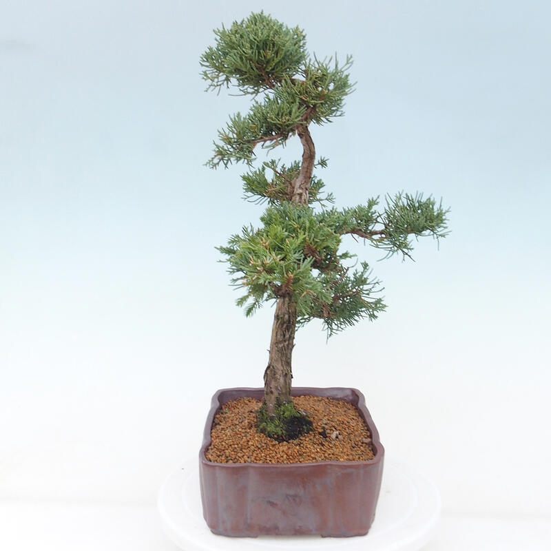 Vonkajšie bonsai - Juniperus chinensis Kishu -Jalovec čínsky