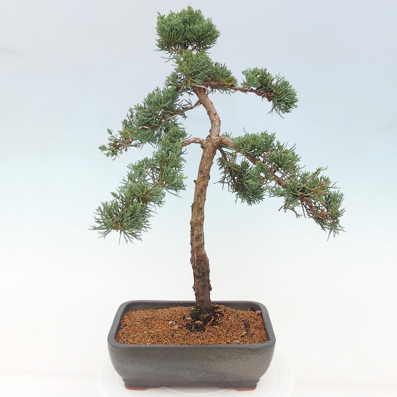 Vonkajšie bonsai - Juniperus chinensis Kishu -Jalovec čínsky