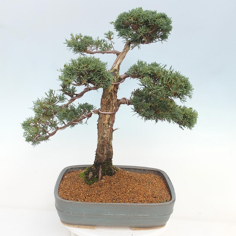 Vonkajšie bonsai - Juniperus chinensis Kishu -Jalovec čínsky