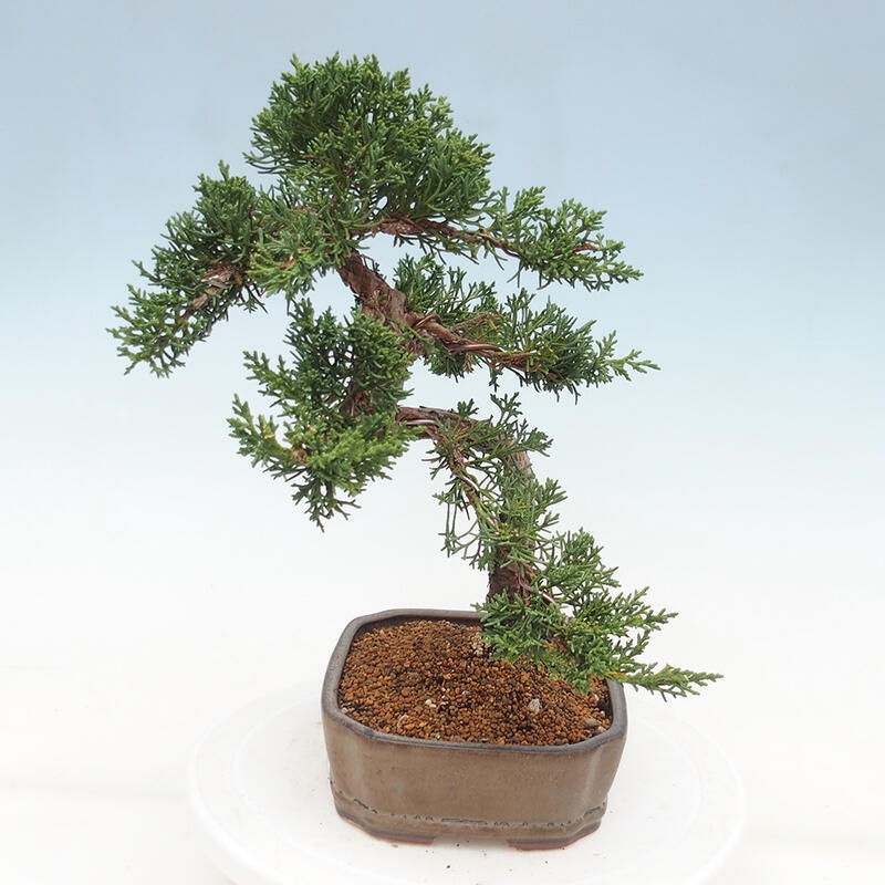 Vonkajšie bonsai - Juniperus chinensis Kishu -Jalovec čínsky