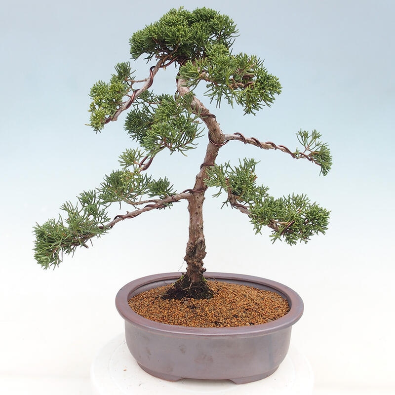 Vonkajšie bonsai - Juniperus chinensis Kishu -Jalovec čínsky