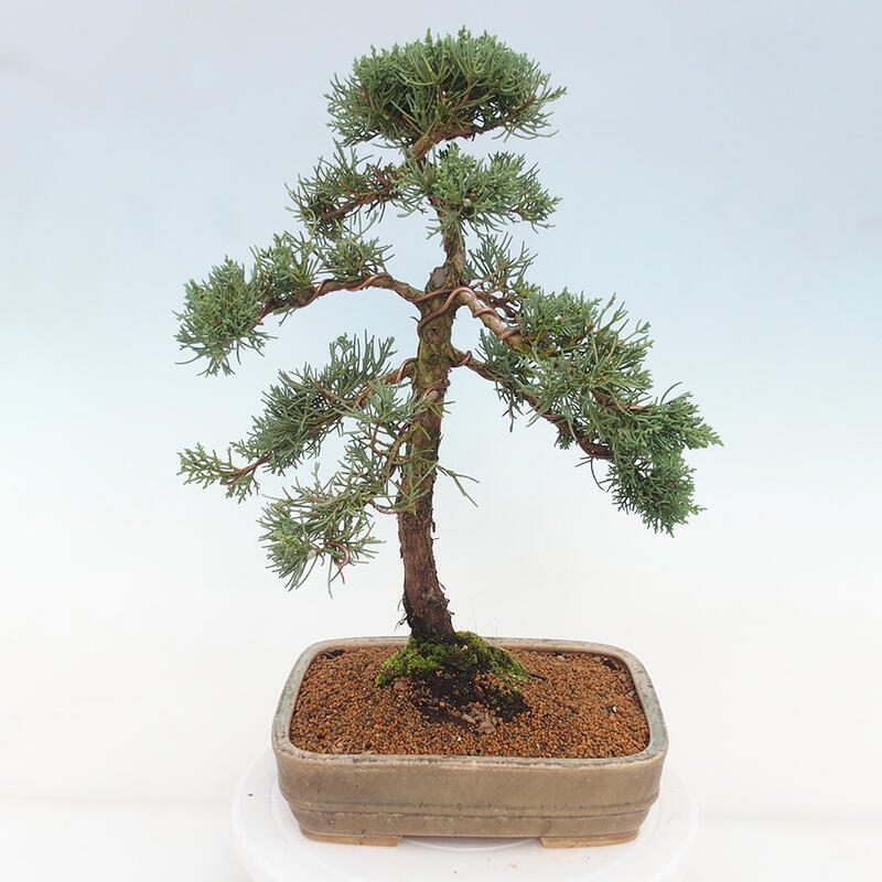 Vonkajšie bonsai - Juniperus chinensis Kishu -Jalovec čínsky