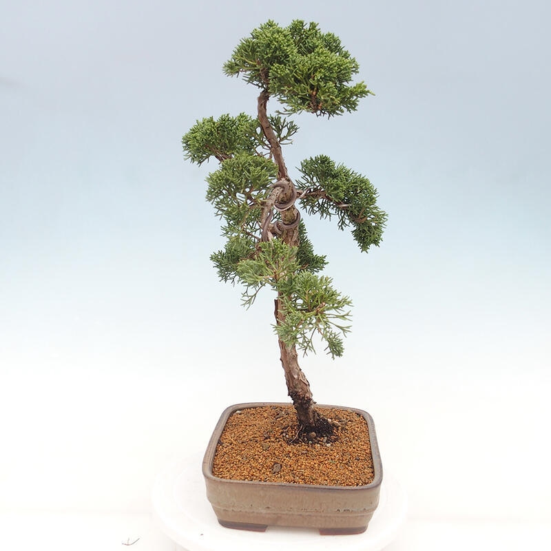 Vonkajšie bonsai - Juniperus chinensis Kishu -Jalovec čínsky