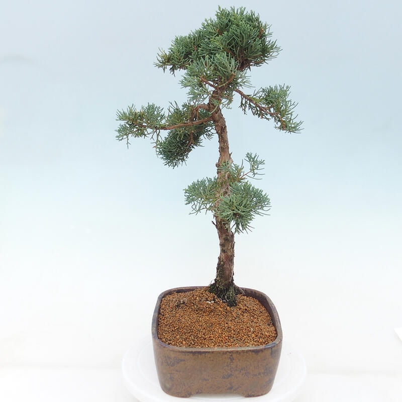 Vonkajšie bonsai - Juniperus chinensis Kishu -Jalovec čínsky