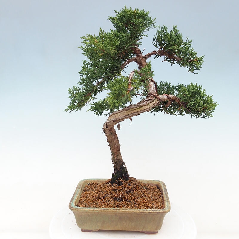 Vonkajšie bonsai - Juniperus chinensis Kishu -Jalovec čínsky