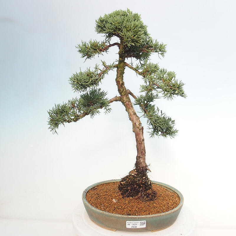 Vonkajšie bonsai - Juniperus chinensis Kishu -Jalovec čínsky