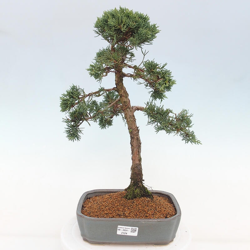 Vonkajšie bonsai - Juniperus chinensis Kishu -Jalovec čínsky