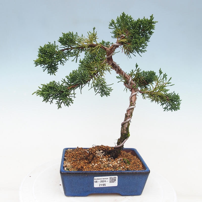 Vonkajší bonsai - Juniperus chinensis Kishu -Jalovec čínsky