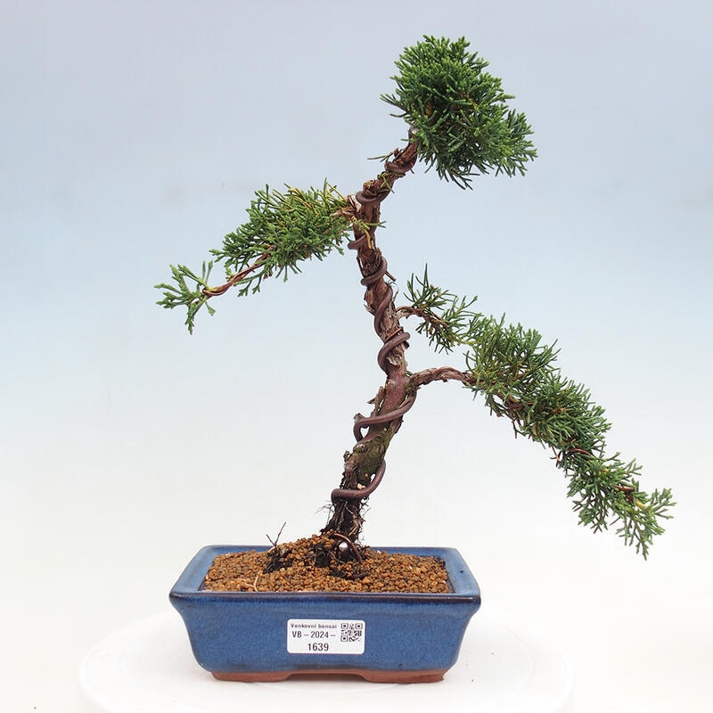 Vonkajší bonsai - Juniperus chinensis Kishu -Jalovec čínsky