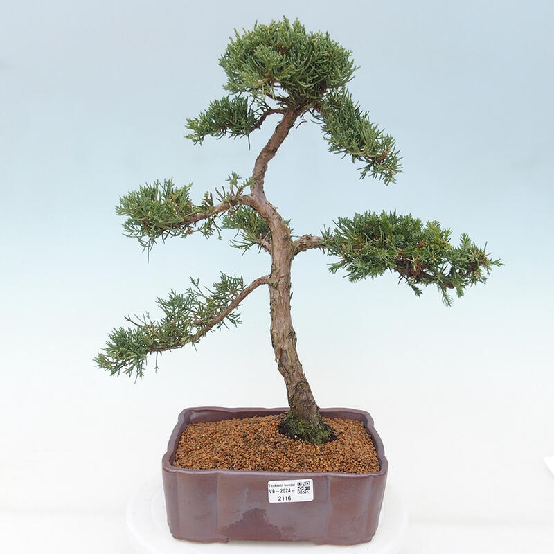 Vonkajšie bonsai - Juniperus chinensis Kishu -Jalovec čínsky