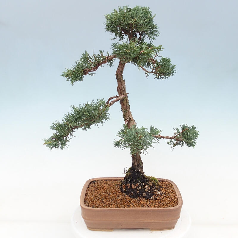 Vonkajšie bonsai - Juniperus chinensis Kishu -Jalovec čínsky