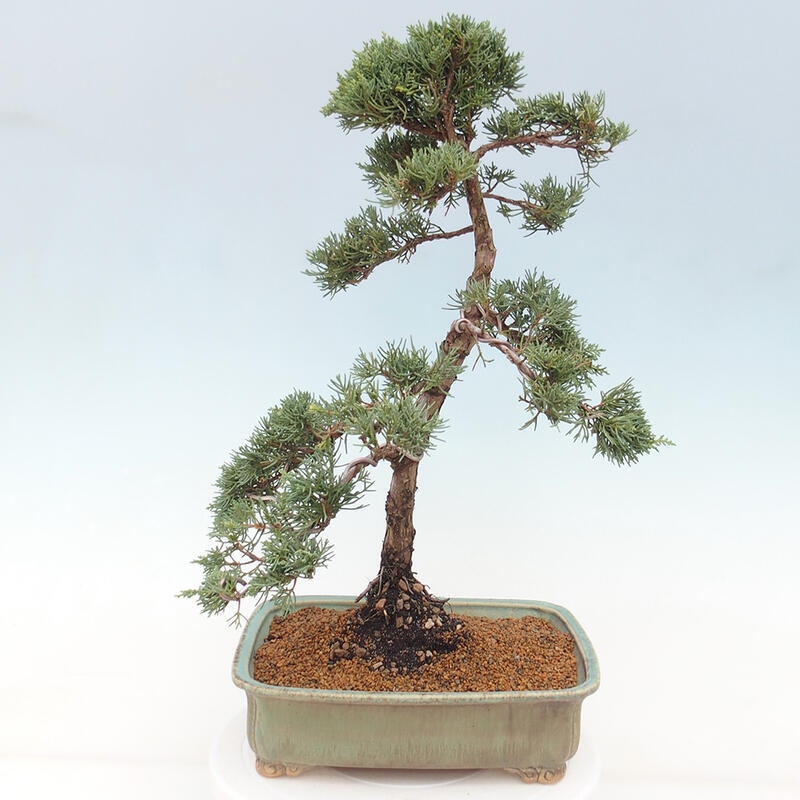 Vonkajšie bonsai - Juniperus chinensis Kishu -Jalovec čínsky