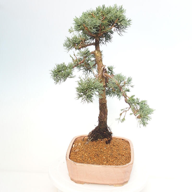 Vonkajšie bonsai - Juniperus chinensis Kishu -Jalovec čínsky