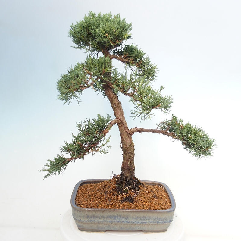 Vonkajšie bonsai - Juniperus chinensis Kishu -Jalovec čínsky