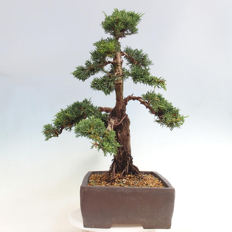 Vonkajšie bonsai - Juniperus chinensis Kishu -Jalovec čínsky