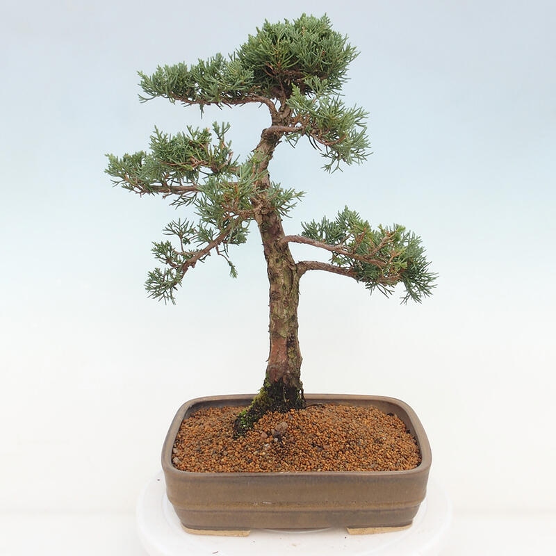 Vonkajšie bonsai - Juniperus chinensis Kishu -Jalovec čínsky