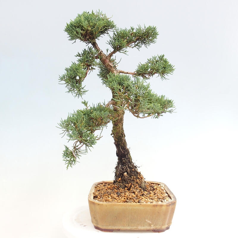 Vonkajšie bonsai - Juniperus chinensis Kishu -Jalovec čínsky