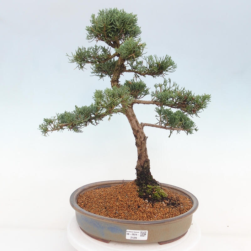 Vonkajšie bonsai - Juniperus chinensis Kishu -Jalovec čínsky