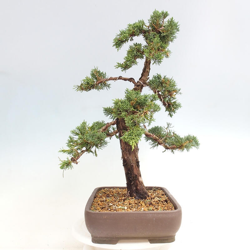 Vonkajšie bonsai - Juniperus chinensis Kishu -Jalovec čínsky