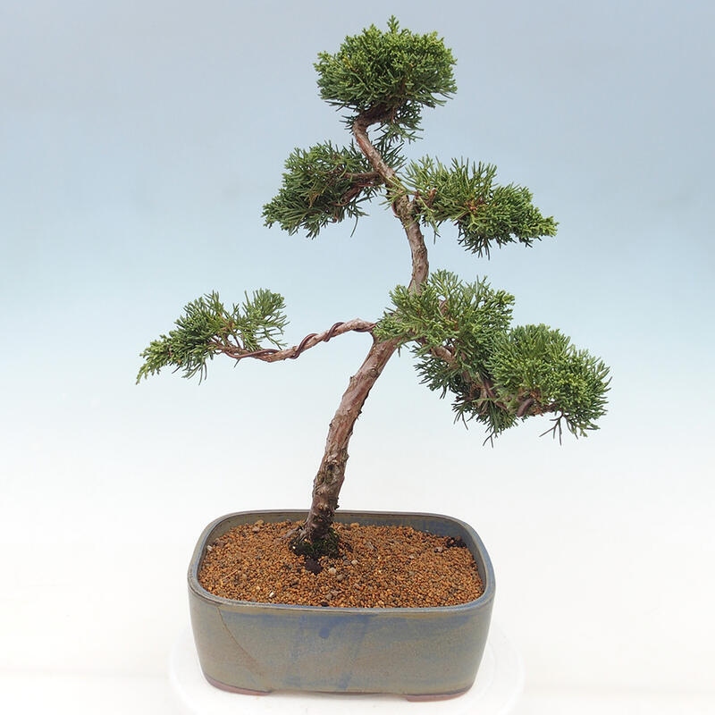 Vonkajšie bonsai - Juniperus chinensis Kishu -Jalovec čínsky