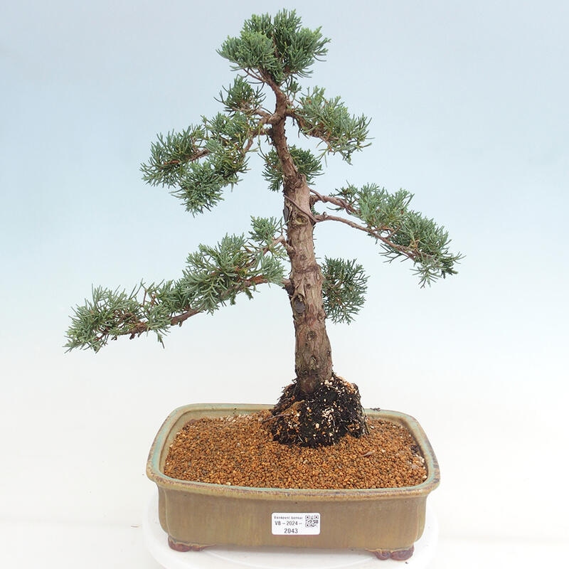 Vonkajšie bonsai - Juniperus chinensis Kishu -Jalovec čínsky