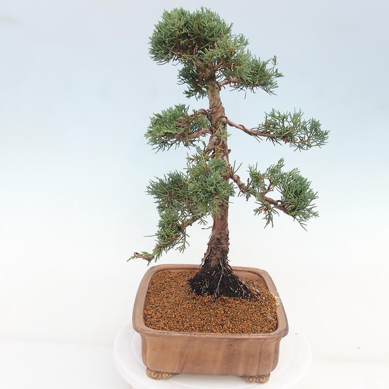 Vonkajšie bonsai - Juniperus chinensis Kishu -Jalovec čínsky