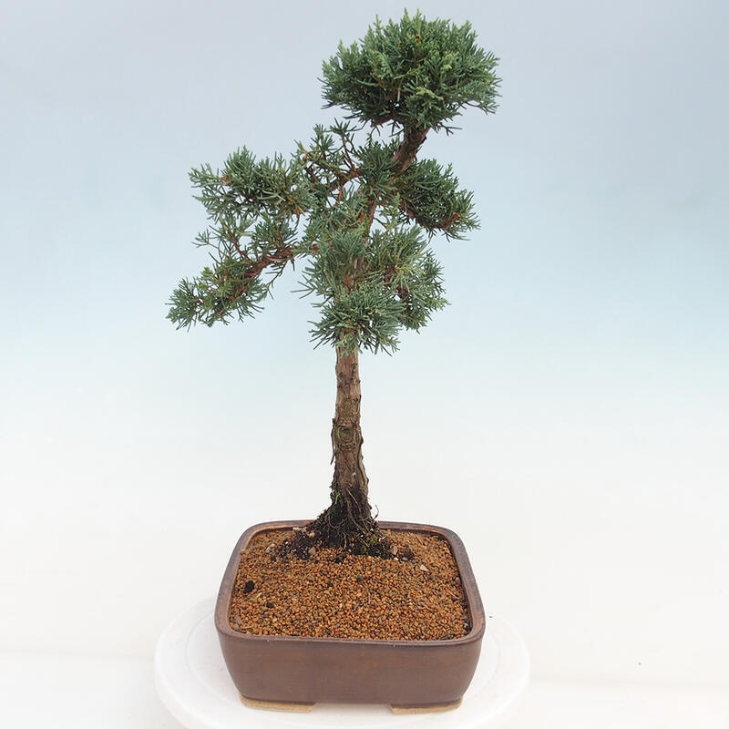 Vonkajšie bonsai - Juniperus chinensis Kishu -Jalovec čínsky