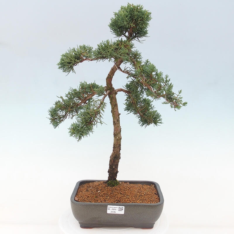 Vonkajšie bonsai - Juniperus chinensis Kishu -Jalovec čínsky