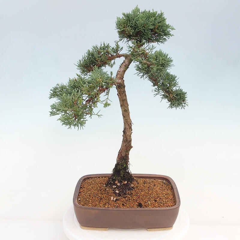 Vonkajšie bonsai - Juniperus chinensis Kishu -Jalovec čínsky