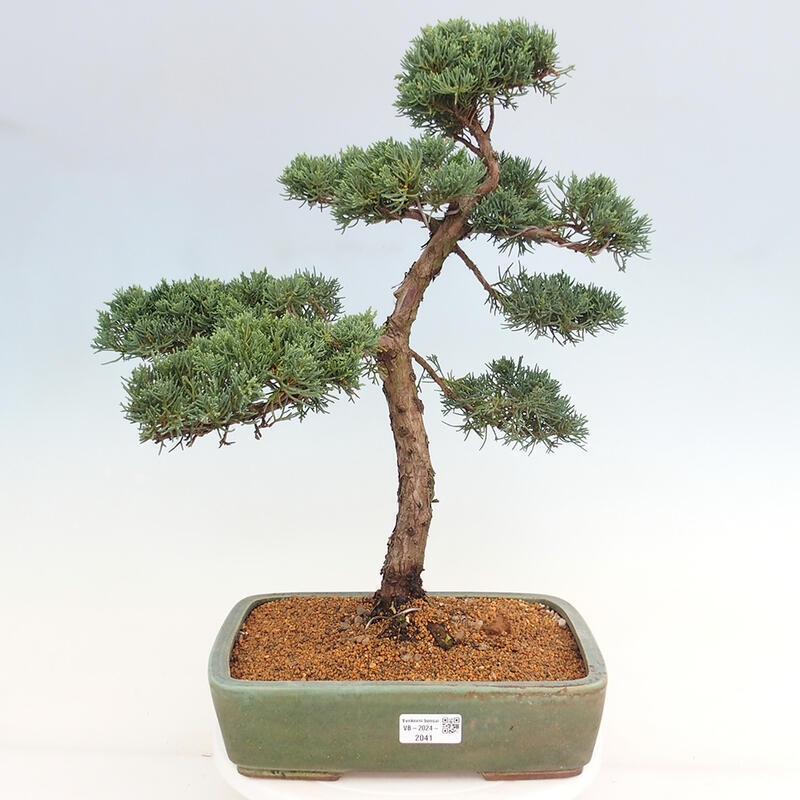 Vonkajšie bonsai - Juniperus chinensis Kishu -Jalovec čínsky