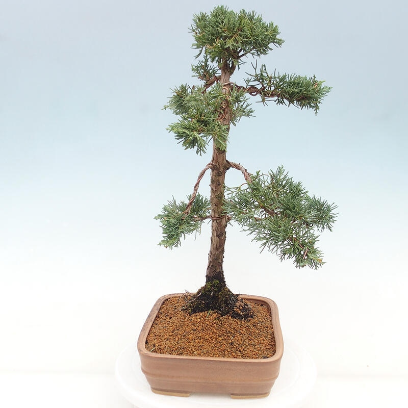 Vonkajšie bonsai - Juniperus chinensis Kishu -Jalovec čínsky