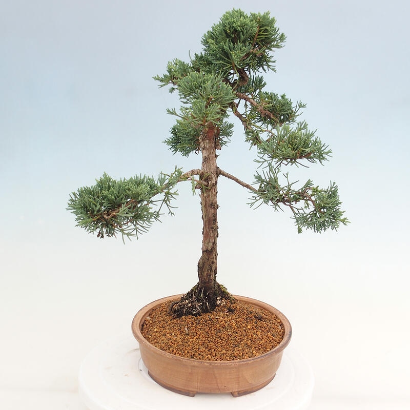 Vonkajšie bonsai - Juniperus chinensis Kishu -Jalovec čínsky