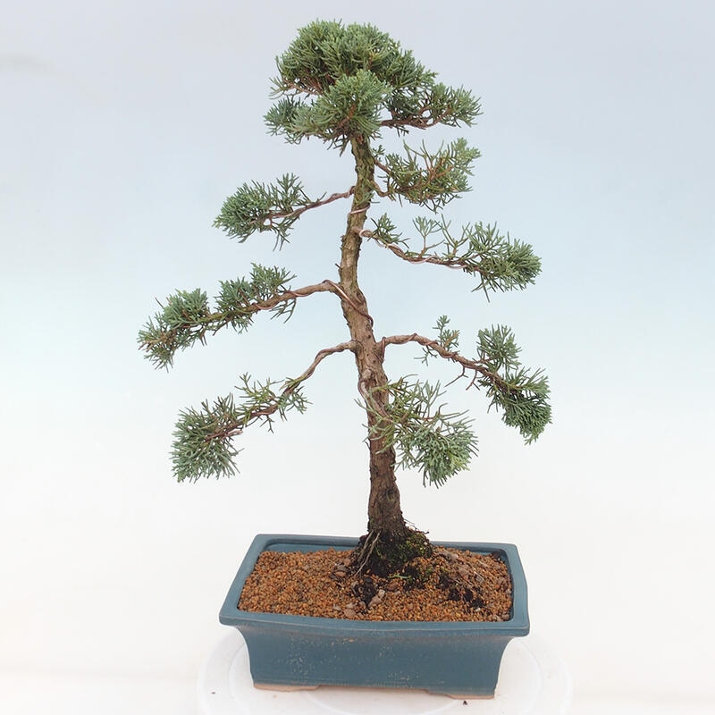 Vonkajšie bonsai - Juniperus chinensis Kishu -Jalovec čínsky