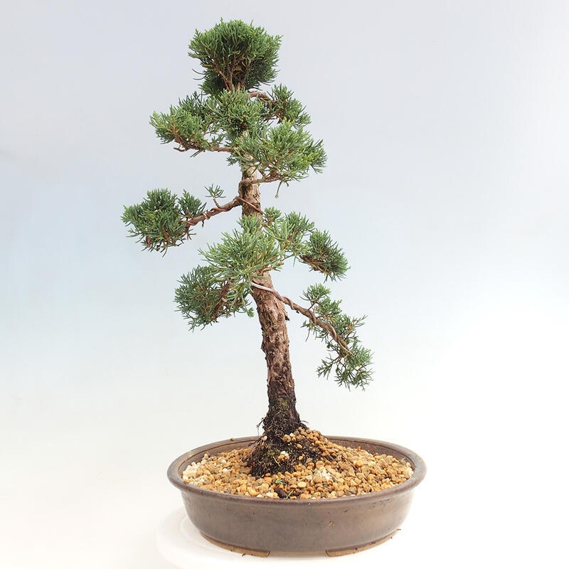 Vonkajšie bonsai - Juniperus chinensis Kishu -Jalovec čínsky