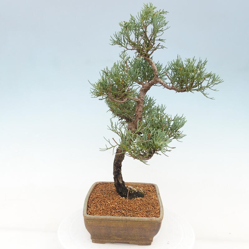 Vonkajšie bonsai - Juniperus chinensis Kishu -Jalovec čínsky