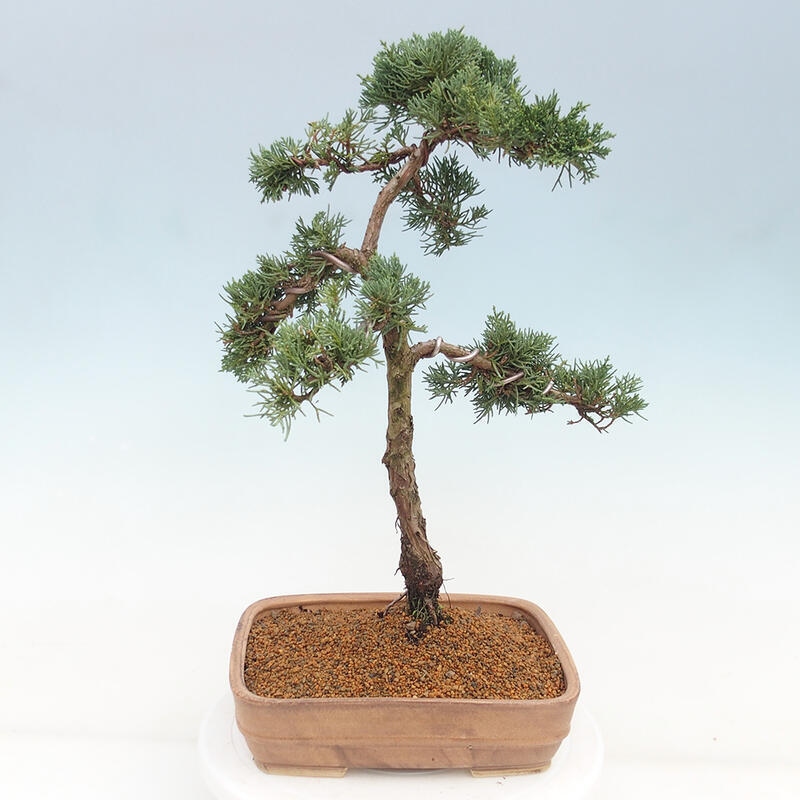 Vonkajšie bonsai - Juniperus chinensis Kishu -Jalovec čínsky