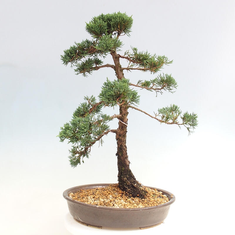 Vonkajšie bonsai - Juniperus chinensis Kishu -Jalovec čínsky